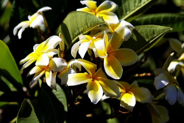 Palm Tropics Motel image 15